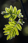 BB 15 0638 / Sorbus aucuparia / Rogn